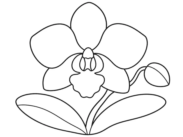 Orchid black-and-white printable coloring page for Preschool, Orchid with large, separated petals and a central bloom.