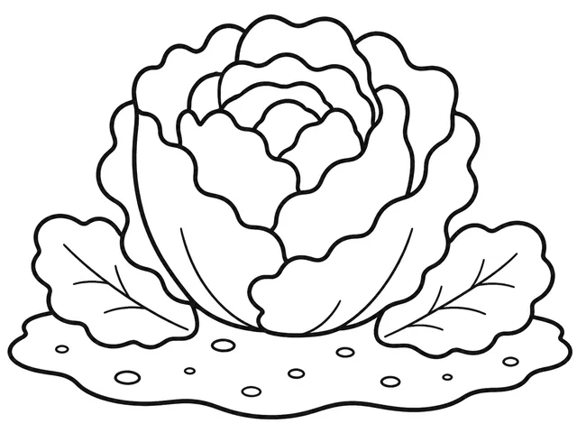Lettuce black-and-white printable coloring page for Toddler, Rounded lettuce with large separate leaf shapes.