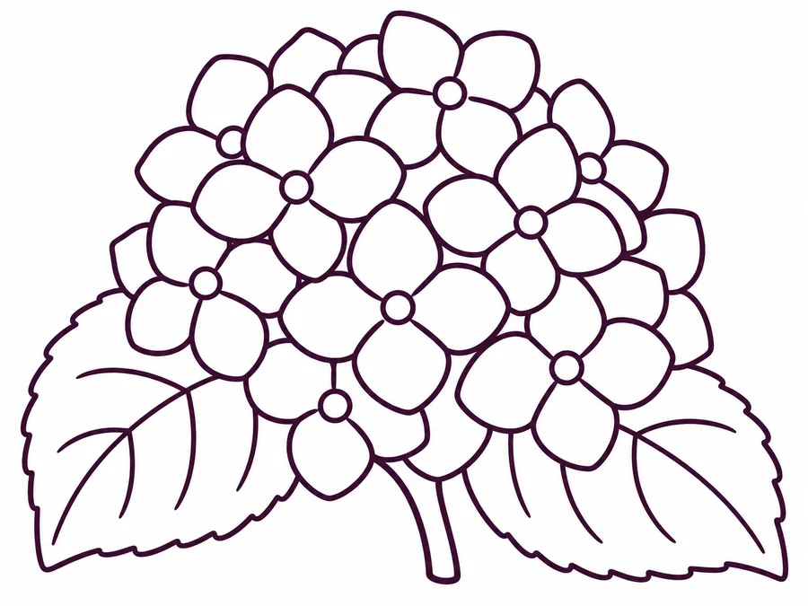 Rainy Season Hydrangea coloring page with clear uncolored outlines